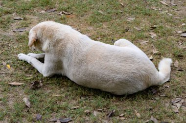 Kırmızı terk edilmiş evsiz sokak köpeği sokakta yatıyor. Patika üzerinde küçük üzgün terk edilmiş köpek. Yalnız evsiz sokak köpeği kentsel yol döşeme