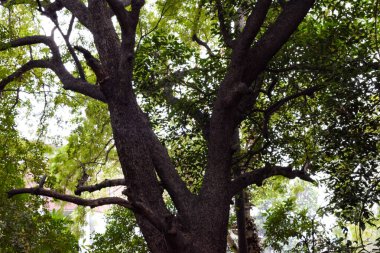 Yeşil ağaçlar, palmiyeler, su birikintileri ve Lodhi bahçelerindeki çeşmeler veya Yeni Delhi, Hindistan 'daki Lodhi Bahçeleri, Yeni Delhi, Hindistan' daki Lodhi Bahçeleri,