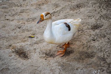 Beyaz kuğu ördekleri gölet parkı güzel güneşli bir gün serin, güneşli bir gün serin ve kaliteli kuşlar sürüsü sevimli pembe ağaç kabukları kayalar, beyaz kuğular bahçede güzel kuşlar.