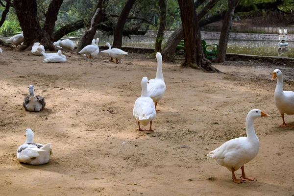 Blanco Cisne Ganso Patos Estanque Parque Hermoso Tiempo Brillante Día —  Fotos de Stock