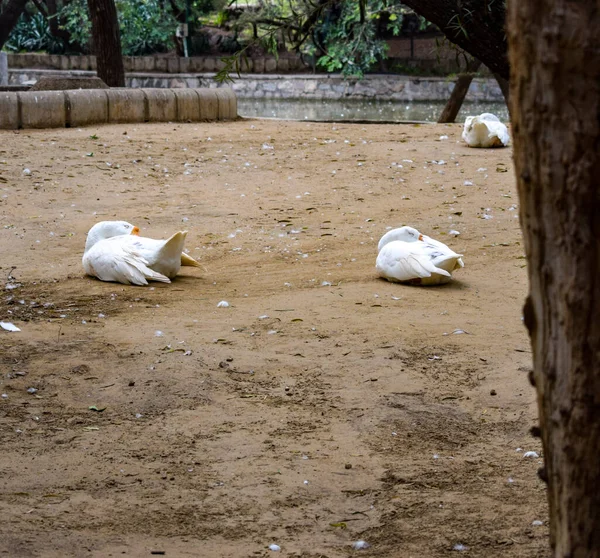 Bianco Cigno Oca Anatre Stagno Parco Bel Tempo Luminoso Giornata — Foto Stock