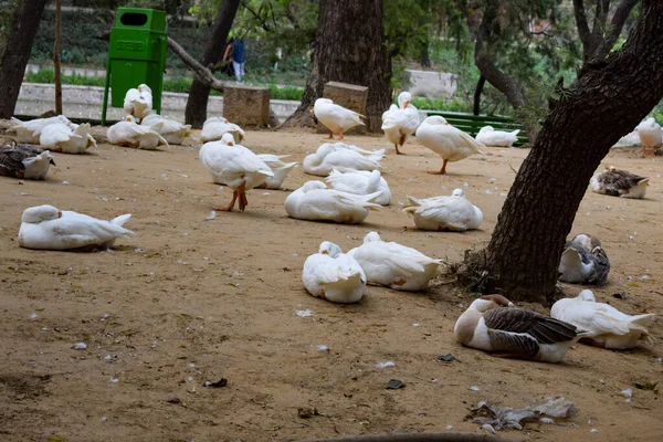 Biały Łabędź Gęsi Kaczki Staw Park Piękny Pogoda Jasny Słoneczny — Zdjęcie stockowe