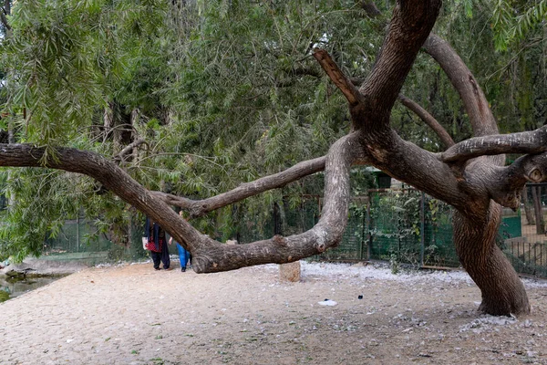 Yeşil Ağaçlar Palmiyeler Birikintileri Lodhi Bahçelerindeki Çeşmeler Veya Yeni Delhi — Stok fotoğraf