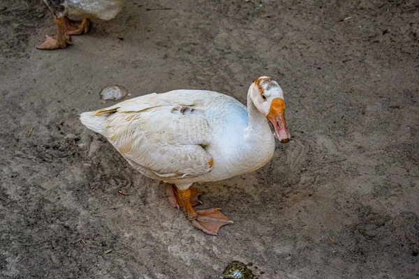 Fehér Hattyú Liba Kacsák Park Gyönyörű Idő Fényes Napos Nap — Stock Fotó