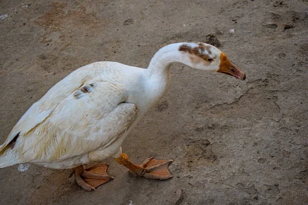 Beyaz Kuğu Ördekleri Gölet Parkı Güzel Güneşli Bir Gün Serin — Stok fotoğraf