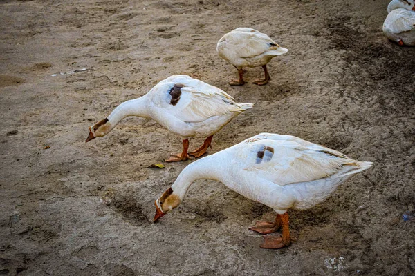 Vit Svan Gås Ankor Damm Park Vackert Väder Ljus Solig — Stockfoto