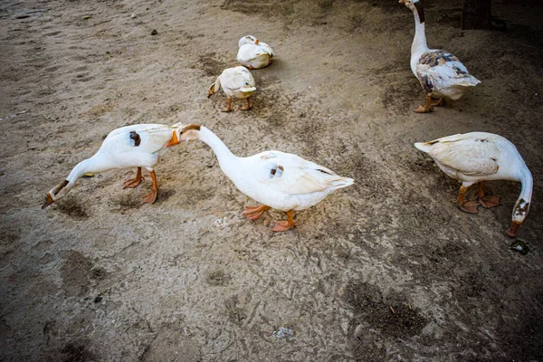 Beyaz Kuğu Ördekleri Gölet Parkı Güzel Güneşli Bir Gün Serin — Stok fotoğraf