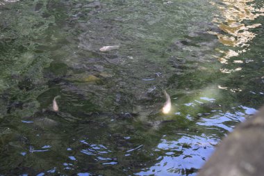 Batu mağaraları, Hindistan dışındaki en büyük Hindu tapınağı. Lord Murugan 'ın heykeli, Kuala Lumpur yakınlarındaki Kutsal Batu Mağaraları, Malezya