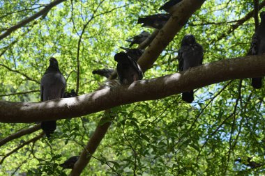 Batu mağaraları, Hindistan dışındaki en büyük Hindu tapınağı. Lord Murugan 'ın heykeli, Kuala Lumpur yakınlarındaki Kutsal Batu Mağaraları, Malezya