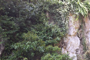 Batu mağaraları, Hindistan dışındaki en büyük Hindu tapınağı. Lord Murugan 'ın heykeli, Kuala Lumpur yakınlarındaki Kutsal Batu Mağaraları, Malezya