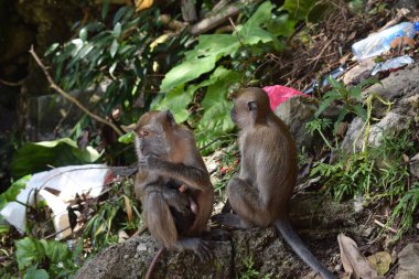 Batu mağaraları, Hindistan dışındaki en büyük Hindu tapınağı. Lord Murugan 'ın heykeli, Kuala Lumpur yakınlarındaki Kutsal Batu Mağaraları, Malezya