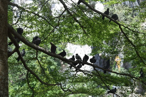 Batu Grotte Più Grande Tempio Indù Fuori Dell India Veduta — Foto Stock