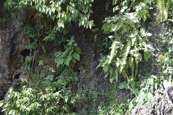 Batu Barlangok India Legnagyobb Hindu Temploma Kilátás Lord Murugan Szobrára — Stock Fotó