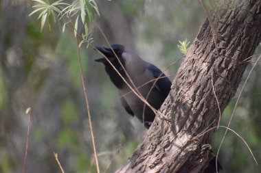 Chicago Sonbahar Ağacı 'ndaki Kara Karga, bir bahar günü bir huş ağacının dalında oturan gri ve siyah karga kuşu yeşil yaprakların arasında olabilir.