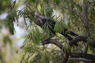 Chicago Sonbahar Ağacı 'ndaki Kara Karga, bir bahar günü bir huş ağacının dalında oturan gri ve siyah karga kuşu yeşil yaprakların arasında olabilir.