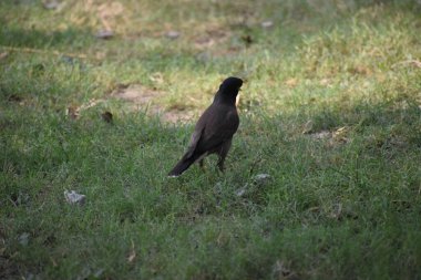 Chicago Sonbahar Ağacı 'ndaki Kara Karga, bir bahar günü bir huş ağacının dalında oturan gri ve siyah karga kuşu yeşil yaprakların arasında olabilir.