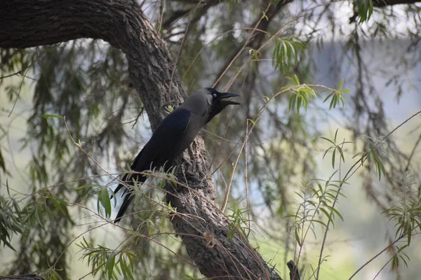 Black Crow Chicago Autumn Tree Uccello Corvo Grigio Nero Seduto — Foto Stock