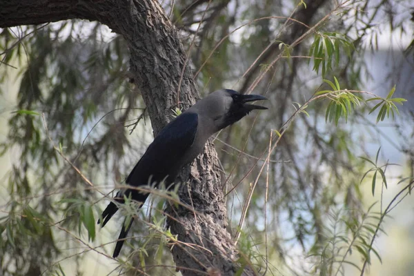 Cuervo Negro Árbol Otoño Chicago Pájaro Cuervo Gris Negro Sentado — Foto de Stock