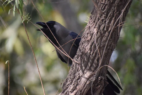 Cuervo Negro Árbol Otoño Chicago Pájaro Cuervo Gris Negro Sentado — Foto de Stock