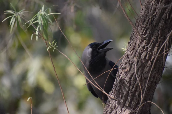 Black Crow Chicago Autumn Tree Grey Black Crow Bird Sitting — Stock Photo, Image