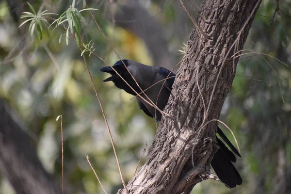 Cuervo Negro Árbol Otoño Chicago Pájaro Cuervo Gris Negro Sentado — Foto de Stock