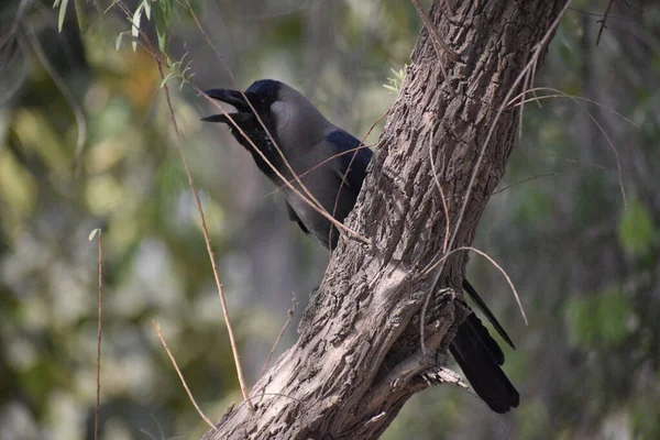 Cuervo Negro Árbol Otoño Chicago Pájaro Cuervo Gris Negro Sentado — Foto de Stock