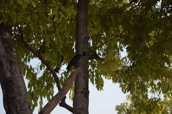 Cuervo Negro Árbol Otoño Chicago Pájaro Cuervo Gris Negro Sentado — Foto de Stock