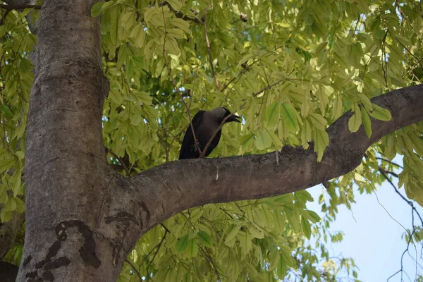 Black Crow Chicago Autumn Tree Uccello Corvo Grigio Nero Seduto — Foto Stock