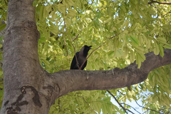 Cuervo Negro Árbol Otoño Chicago Pájaro Cuervo Gris Negro Sentado — Foto de Stock