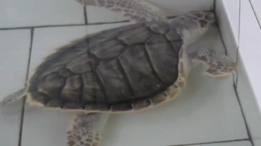 Kaplumbağa temiz suda yüzüyor, kaplumbağanın altında yüzdüğü temiz suya bakıyor, Kaplumbağa Bali Endonezya 'daki Kaplumbağa Adası' nda yüzüyor.
