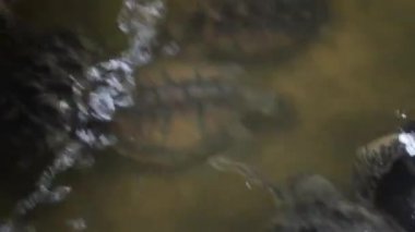 Kaplumbağa temiz suda yüzüyor, kaplumbağanın altında yüzdüğü temiz suya bakıyor, Kaplumbağa Bali Endonezya 'daki Kaplumbağa Adası' nda yüzüyor.