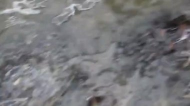 Kaplumbağa temiz suda yüzüyor, kaplumbağanın altında yüzdüğü temiz suya bakıyor, Kaplumbağa Bali Endonezya 'daki Kaplumbağa Adası' nda yüzüyor.