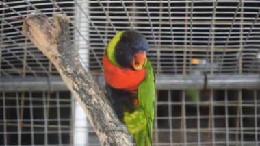 Ağaç dalındaki kırmızı papağan kuşları, Endonezya 'nın Turtle Adası' ndaki kafeste izole edilmiş güzel renkli papağan kuşları, doğal ortamdaki yeşil ağaçtaki güzel papağan.