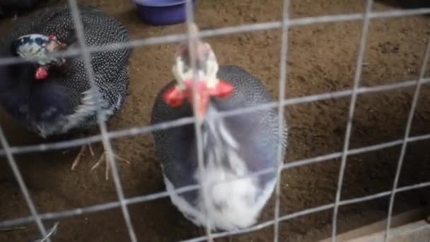 Vögel Käfig Schauen Die Kamera Auf Der Turtle Island Farm — Stockvideo