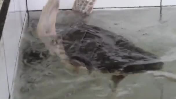 Tortuga Nadando Agua Clara Mirando Hacia Abajo Agua Limpia Donde — Vídeos de Stock