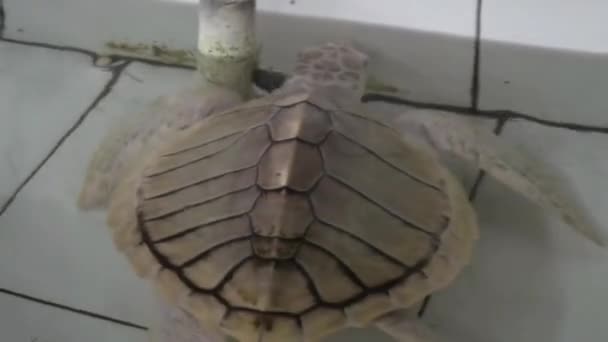 Sköldpadda Simmar Klart Vatten Tittar Ner Ett Rent Vatten Där — Stockvideo