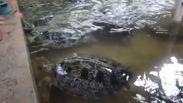 Tartaruga Che Nuota Acque Limpide Guardando Basso Verso Acqua Pulita — Video Stock