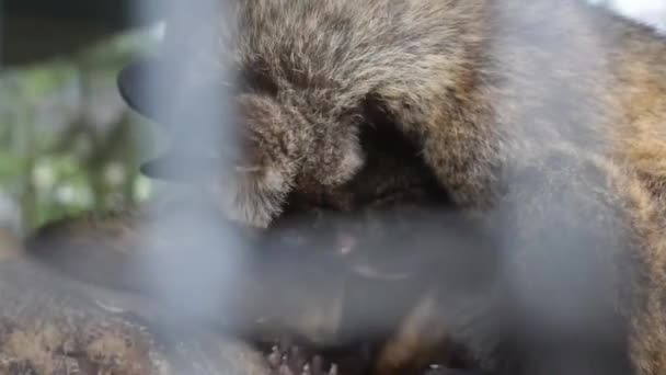 Aves Gaiola Olhando Para Câmera Turtle Island Farm Bali Indonésia — Vídeo de Stock