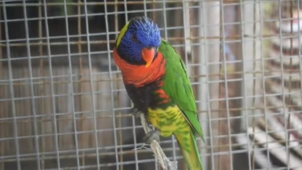 木の枝に緋色のマコーの鳥の行動 バリ島のタートル島のケージに隔離された美しいカラフルなオウムの鳥 自然生息地の緑の木に美しいオウム — ストック動画