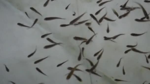 Beaux Poissons Différentes Tailles Nagent Dans Eau Transparente Aquarium Réservoir — Video