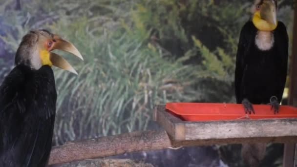 Ptáci v kleci se dívají na kameru na farmě Turtle Island na Bali Indonesia, barevní ptáci v kleci hledají jídlo od veřejnosti
