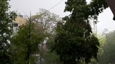 Fırtına Rüzgarları, güçlü rüzgarlar ve yağmur, Delhi 'de akşam saatlerinde ağaçları sarstı.