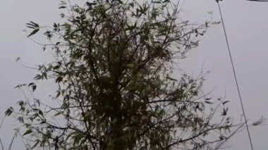 Fırtına Rüzgarları, güçlü rüzgarlar ve yağmur, Delhi 'de akşam saatlerinde ağaçları sarstı.