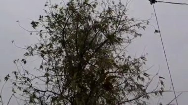 Fırtına Rüzgarları, güçlü rüzgarlar ve yağmur, Delhi 'de akşam saatlerinde ağaçları sarstı.
