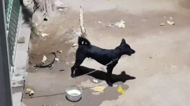 Sokak köpeği, evsiz köpekler sokakta yemek yiyor. İnsanlar sokak köpeklerini besliyor