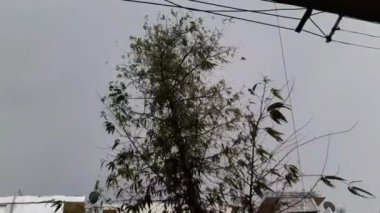 Fırtına Rüzgarları, güçlü rüzgarlar ve yağmur, Delhi 'de akşam saatlerinde ağaçları sarstı.