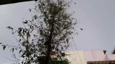 Fırtına Rüzgarları, güçlü rüzgarlar ve yağmur, Delhi 'de akşam saatlerinde ağaçları sarstı.