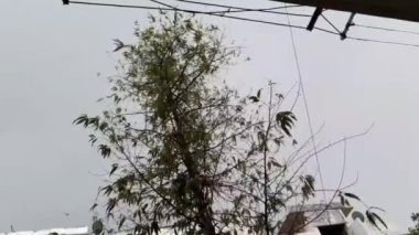 Fırtına Rüzgarları, güçlü rüzgarlar ve yağmur, Delhi 'de akşam saatlerinde ağaçları sarstı.