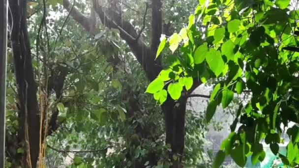 Dışarıda Yağmur Yağıyor Yağmur Damlaları Birikintisine Düşer Yuvamın Balkonundan Yağmur — Stok video