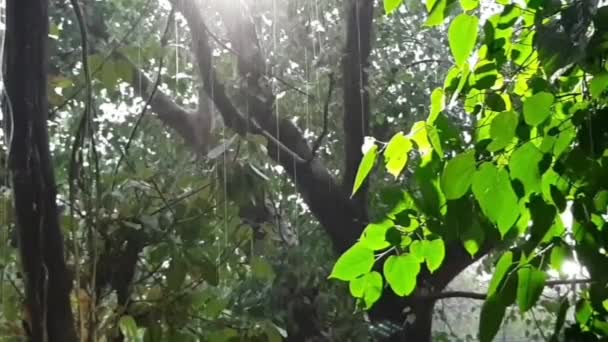Draußen Regnet Regentropfen Brechen Pfützen Großaufnahme Vom Heimischen Balkon Regensturm — Stockvideo